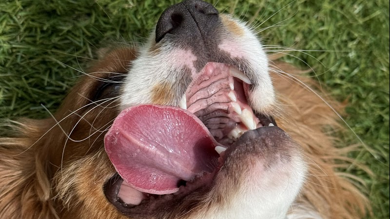 Photo of HAPPY PUPPIES - DOGGIE DAY CARE AND OVERNIGHT BOARDING