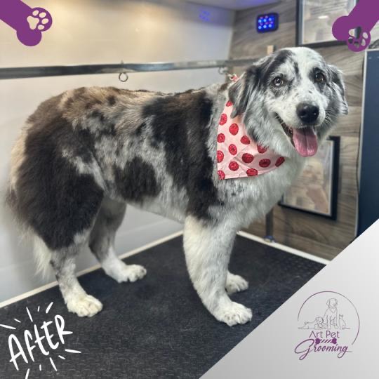 Photo of Art Pet Mobile Grooming