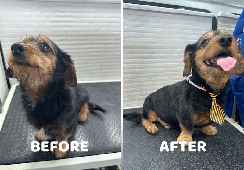 Art Pet Mobile Grooming photo 2
