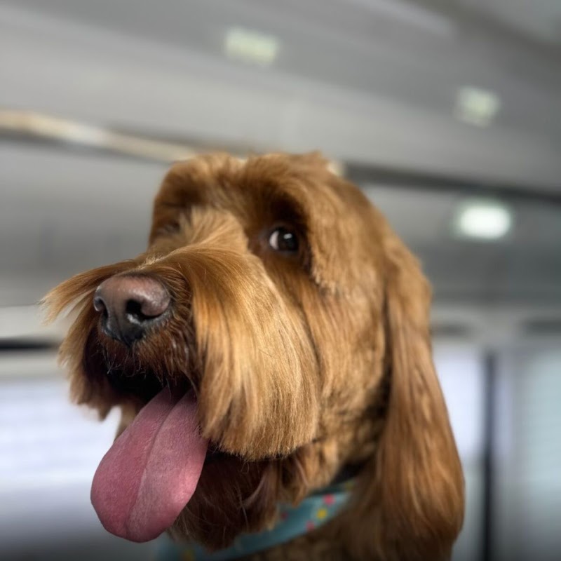 Art Pet Mobile Grooming photo 5
