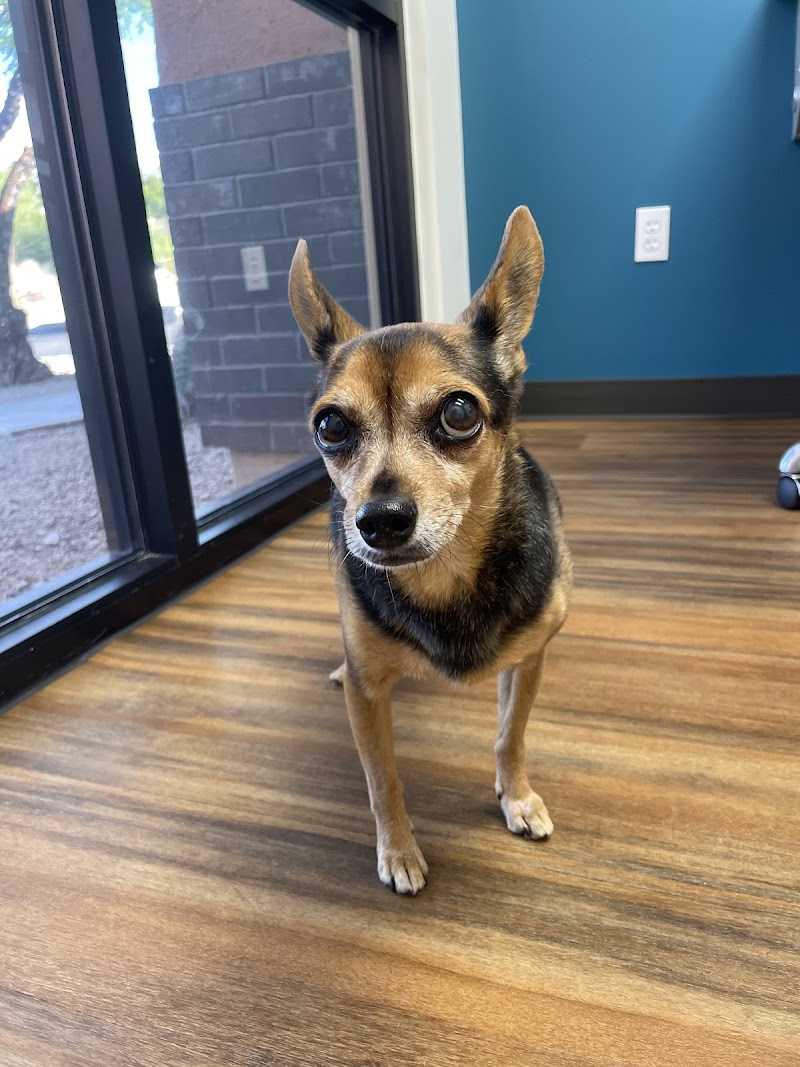 The Bailey Veterinary Medical Center photo 3