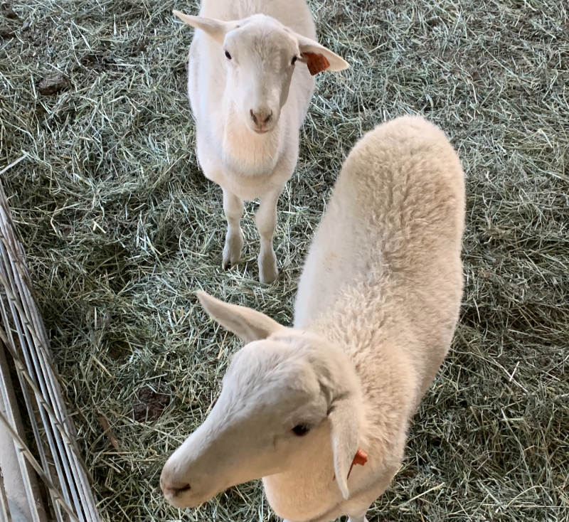 Golden M Family Farms photo 4