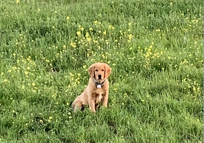 Golden M Family Farms photo 3