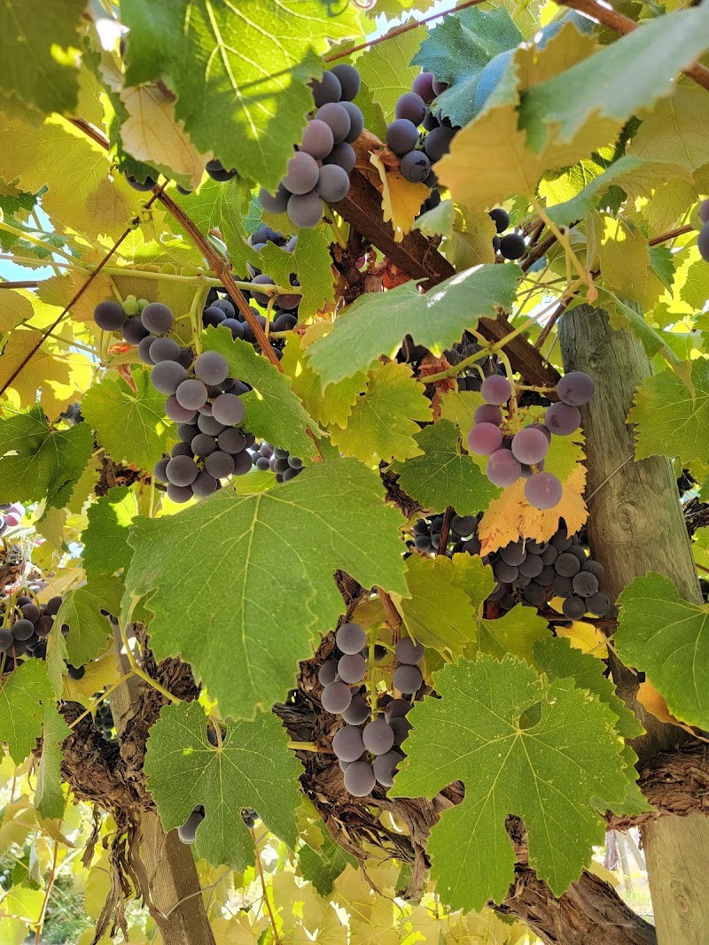 Golden Nectar Farm photo 2