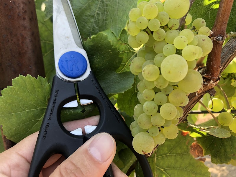 Baldassari Wines photo 5
