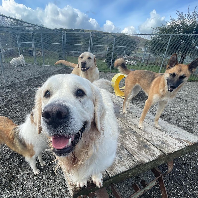 Photo of Vintage Dog Ranch