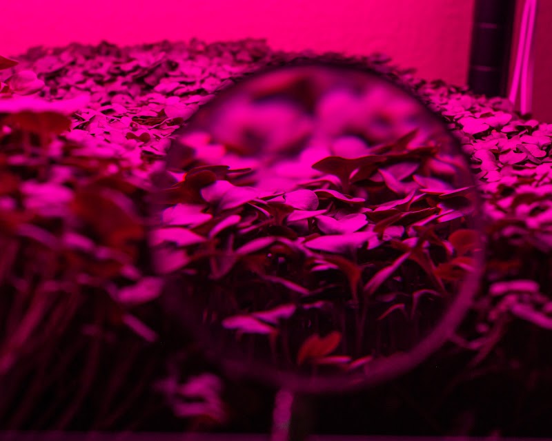 Bardmoor Microgreens photo 5