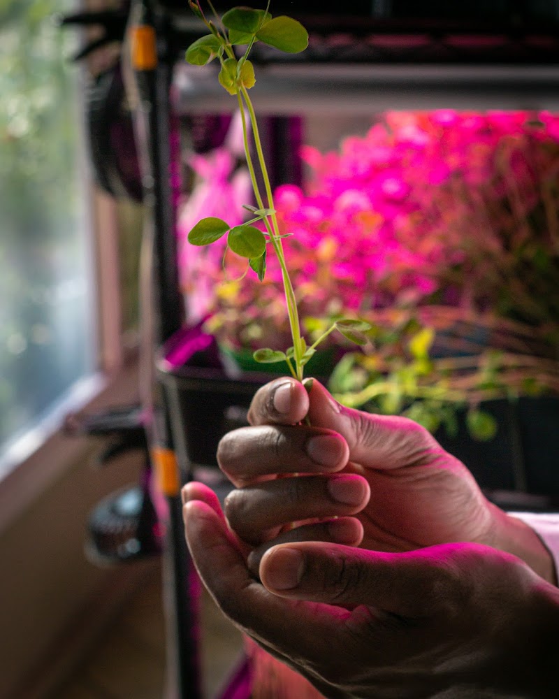 Bardmoor Microgreens photo 2