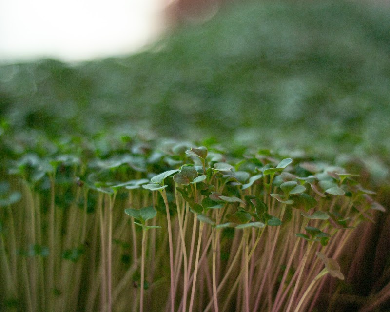 Bardmoor Microgreens photo 3