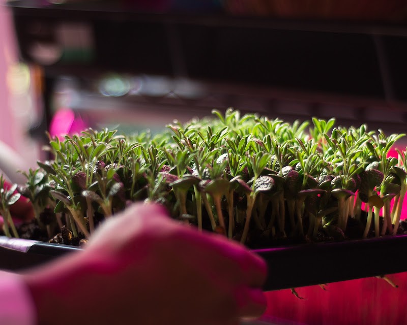 Photo of Bardmoor Microgreens