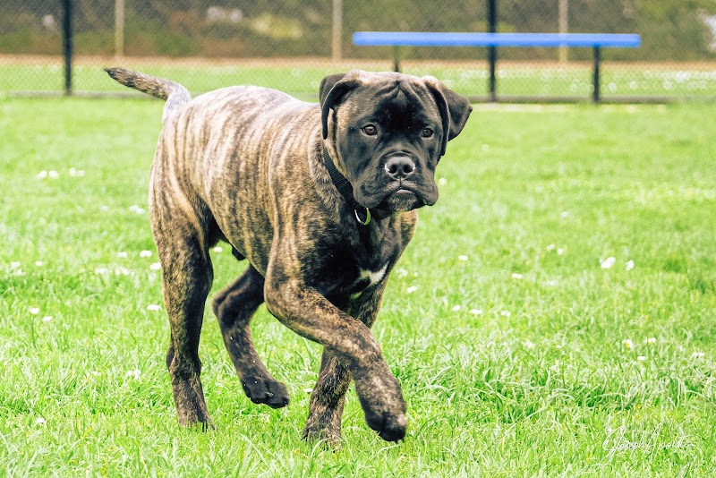 Photo of Gellert Park Dog Park