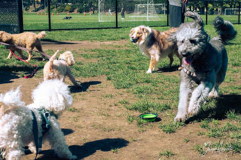 Gellert Park Dog Park photo 5