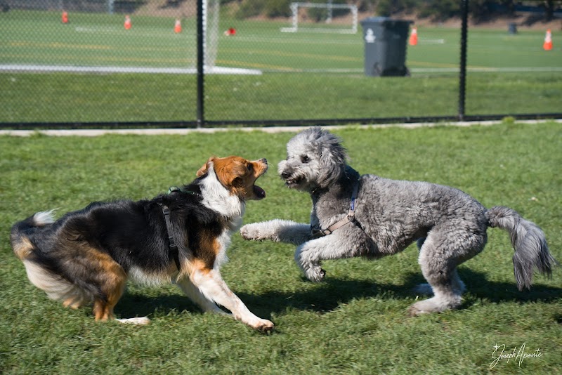 Gellert Park Dog Park photo 2