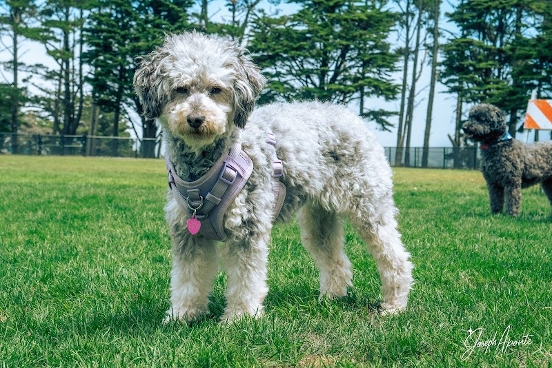 Gellert Park Dog Park photo 4