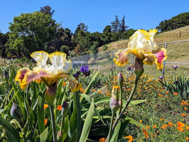 Meyers Cottage and Dry Creek Garden photo 4