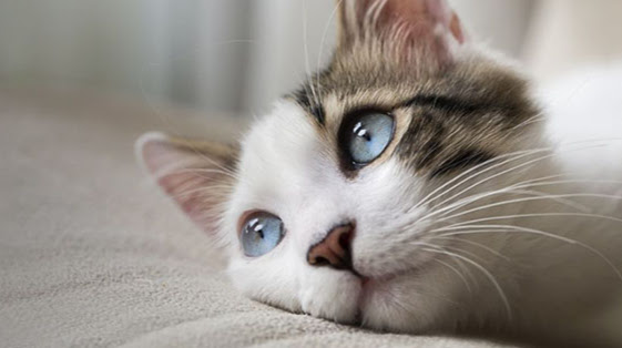 Photo of Dove Mountain Veterinary