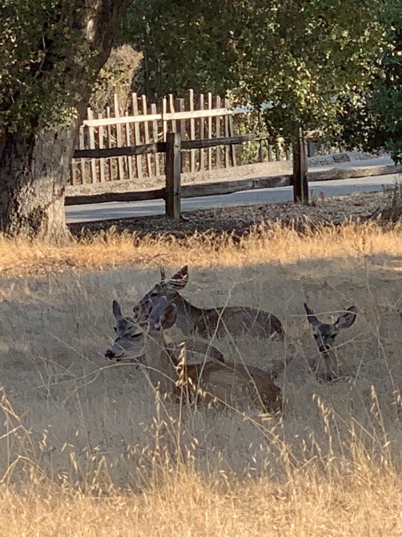 Photo of Permanente Creek Picnic Area