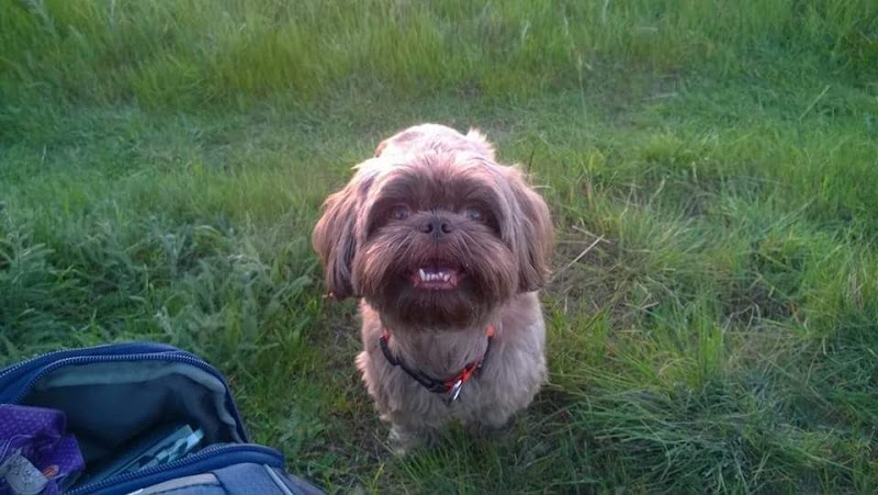 Doggie Styles photo 4