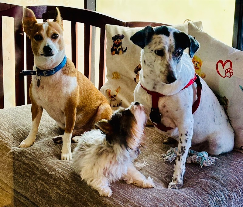 Cozy Doggie House LLC. photo 5