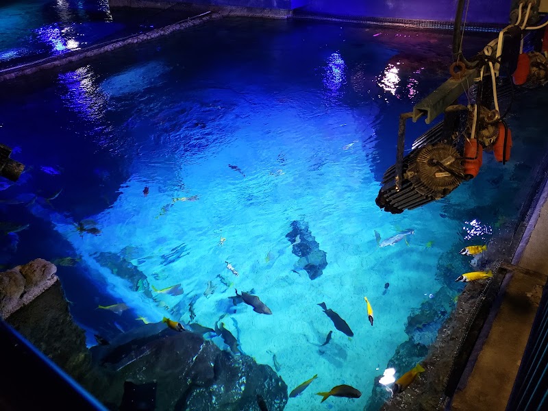 Photo of SEA LIFE Orlando Aquarium