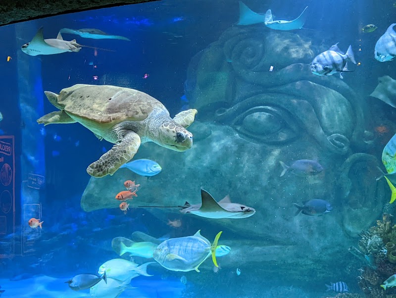 SEA LIFE Orlando Aquarium photo 4