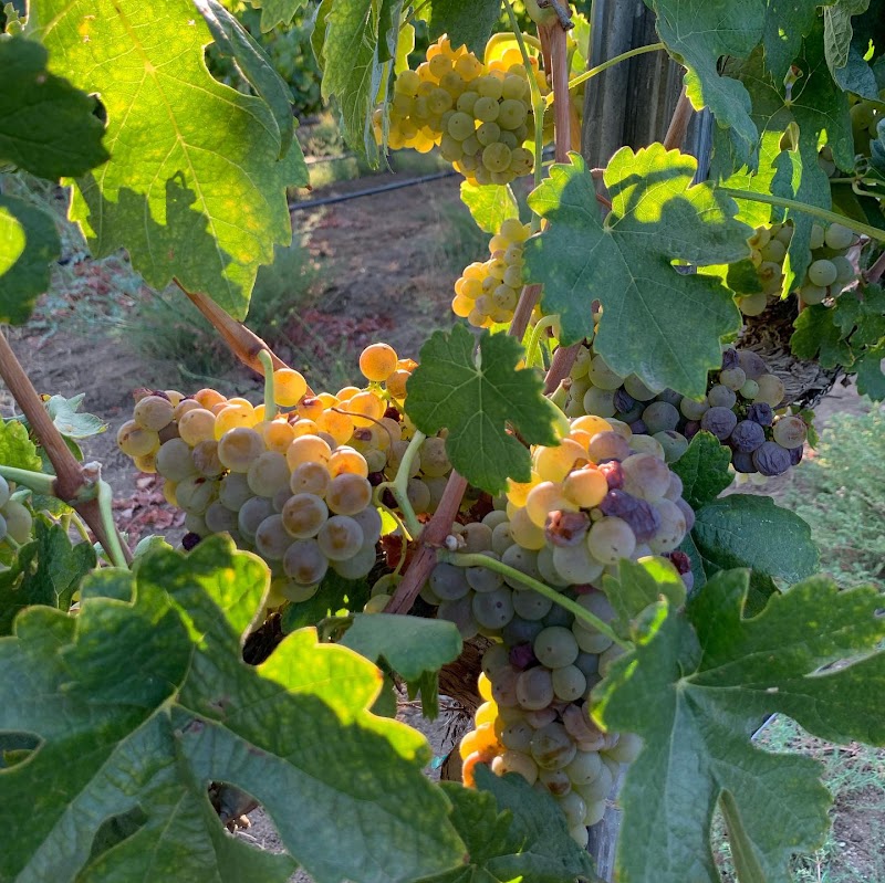 Photo of Arizona Winery Transportation