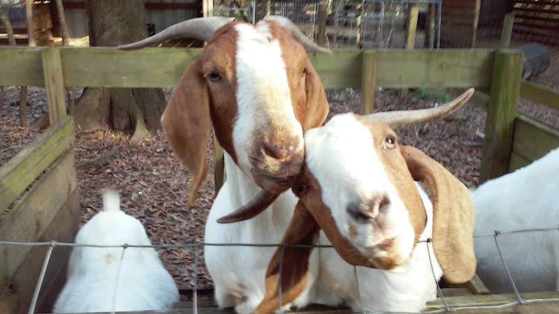 Photo of Boer Goats Ranch