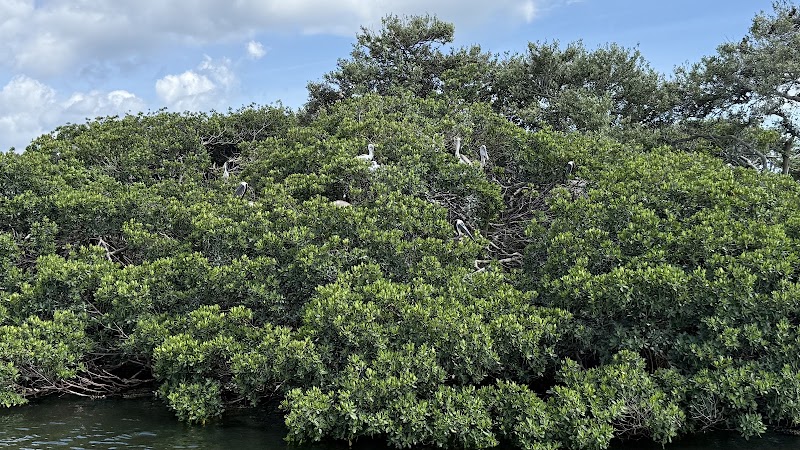 Tampa Bay Watch Discovery Center Eco-Tours photo 5