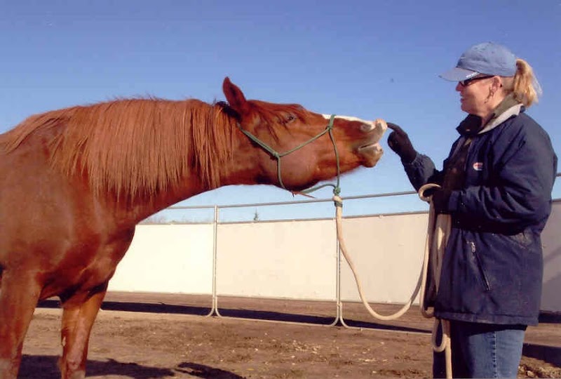 Photo of Anam Cara Horsemanship