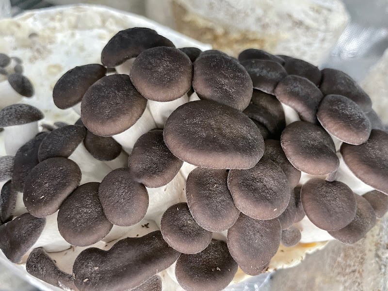 Mikuyta Mushrooms LLC photo 5