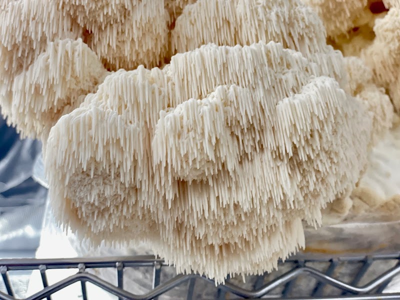 Photo of Mikuyta Mushrooms LLC