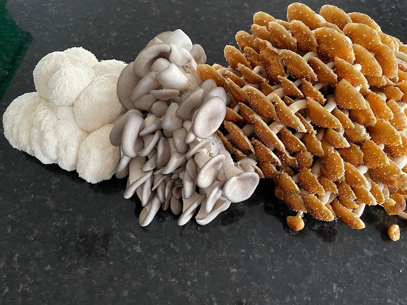 Mikuyta Mushrooms LLC photo 3