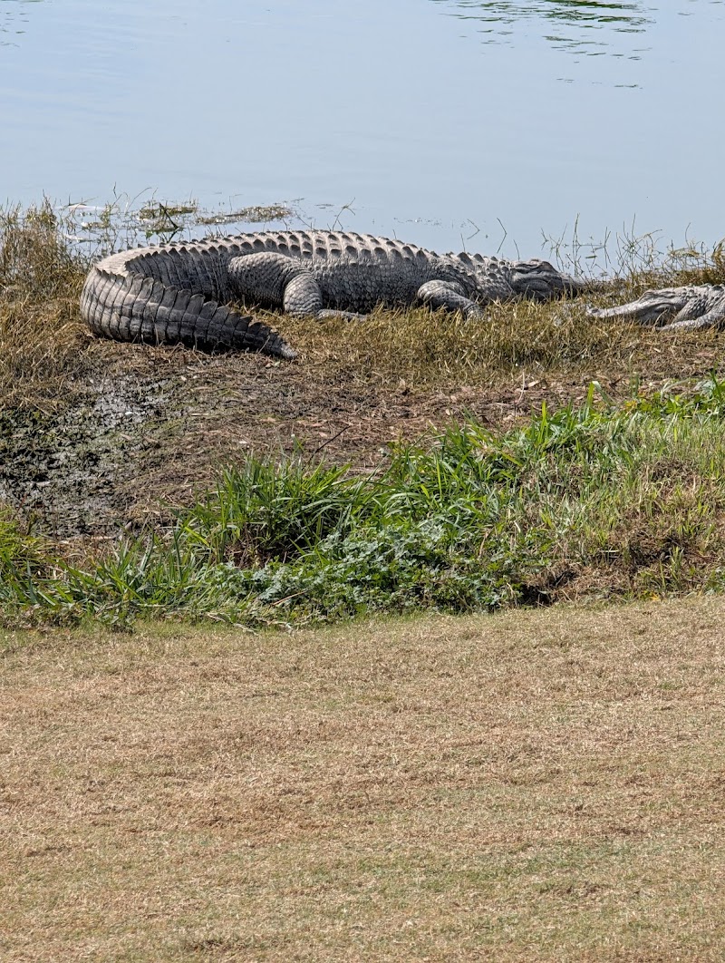 Red Fox and Gray Fox Executive Golf Course photo 5