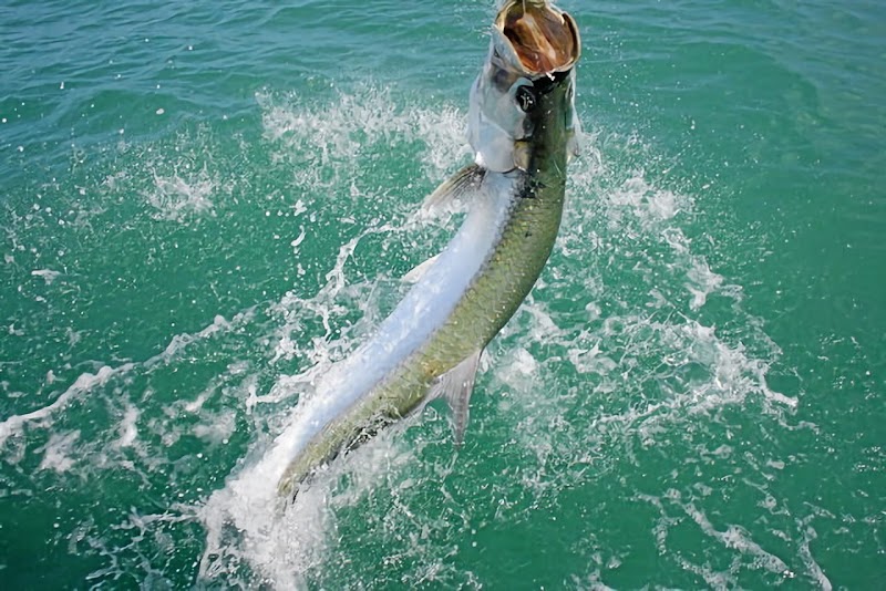 Skinny Water Charters photo 3