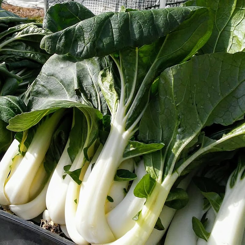 Photo of Steed Farms