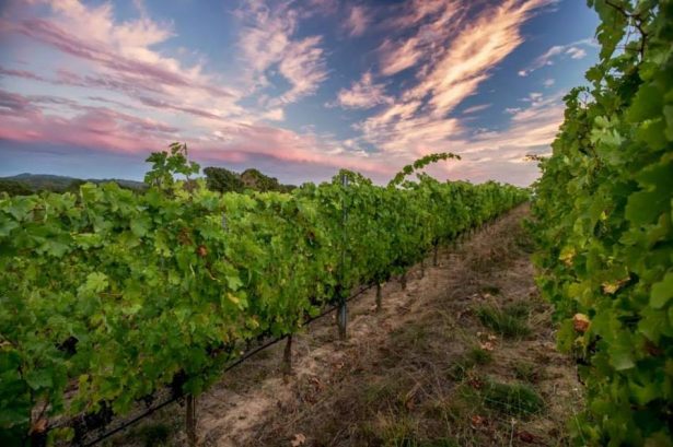 Photo of Calluna Vineyards