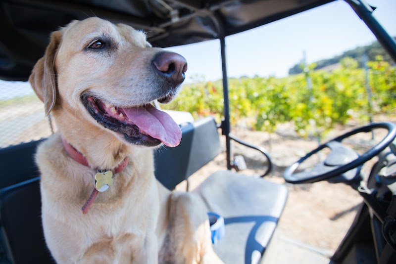 Calluna Vineyards photo 5
