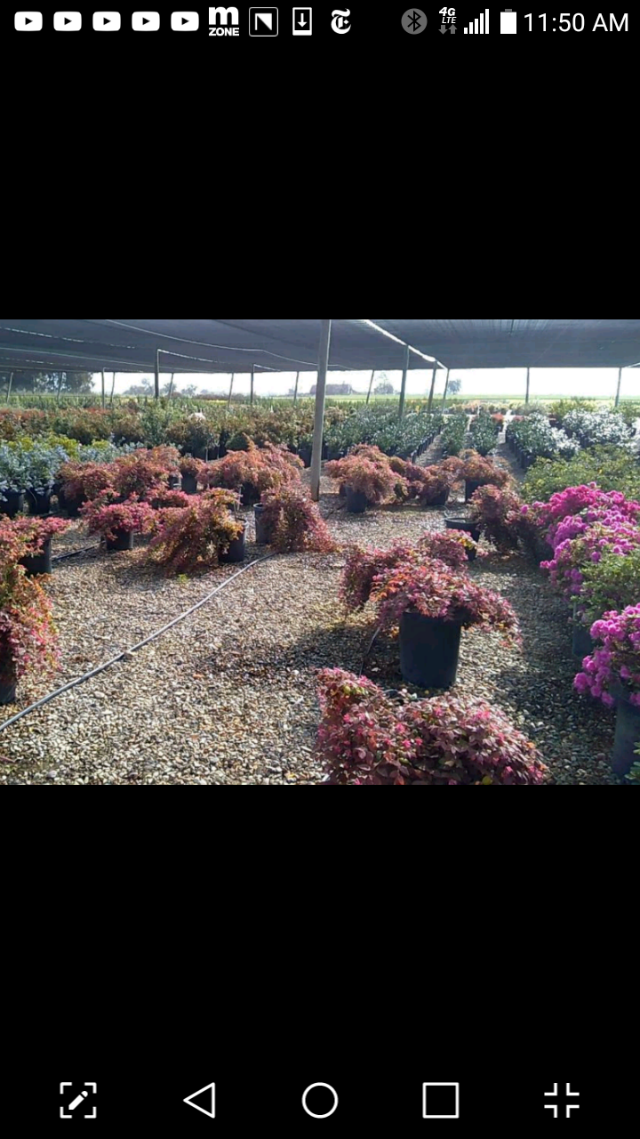 Gomez Nursery photo 2