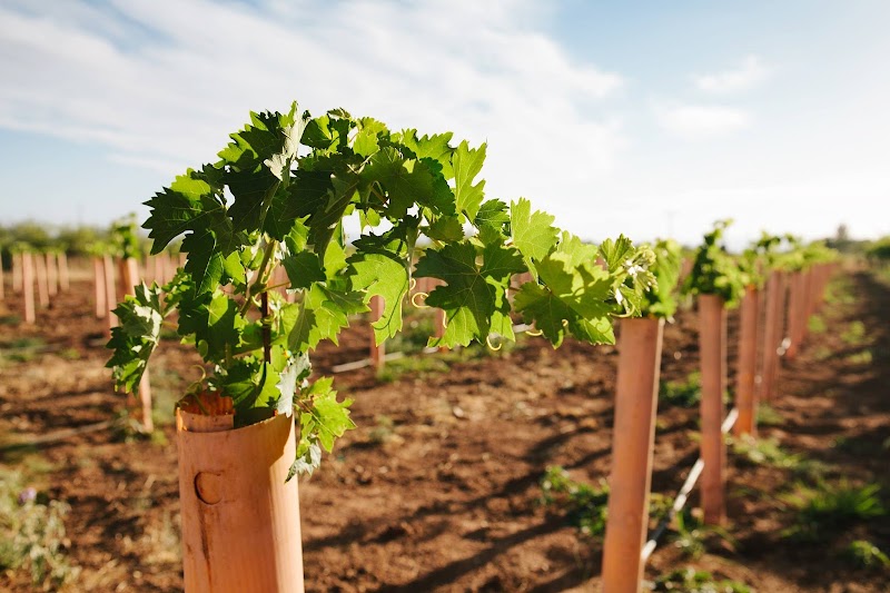 Photo of WILLCOX WINE COUNTRY