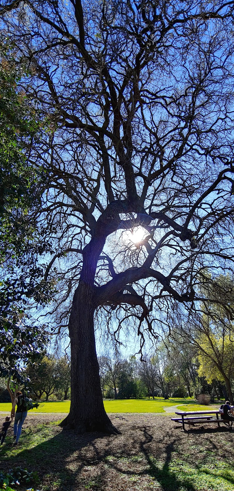 Lydia Lane Park photo 5