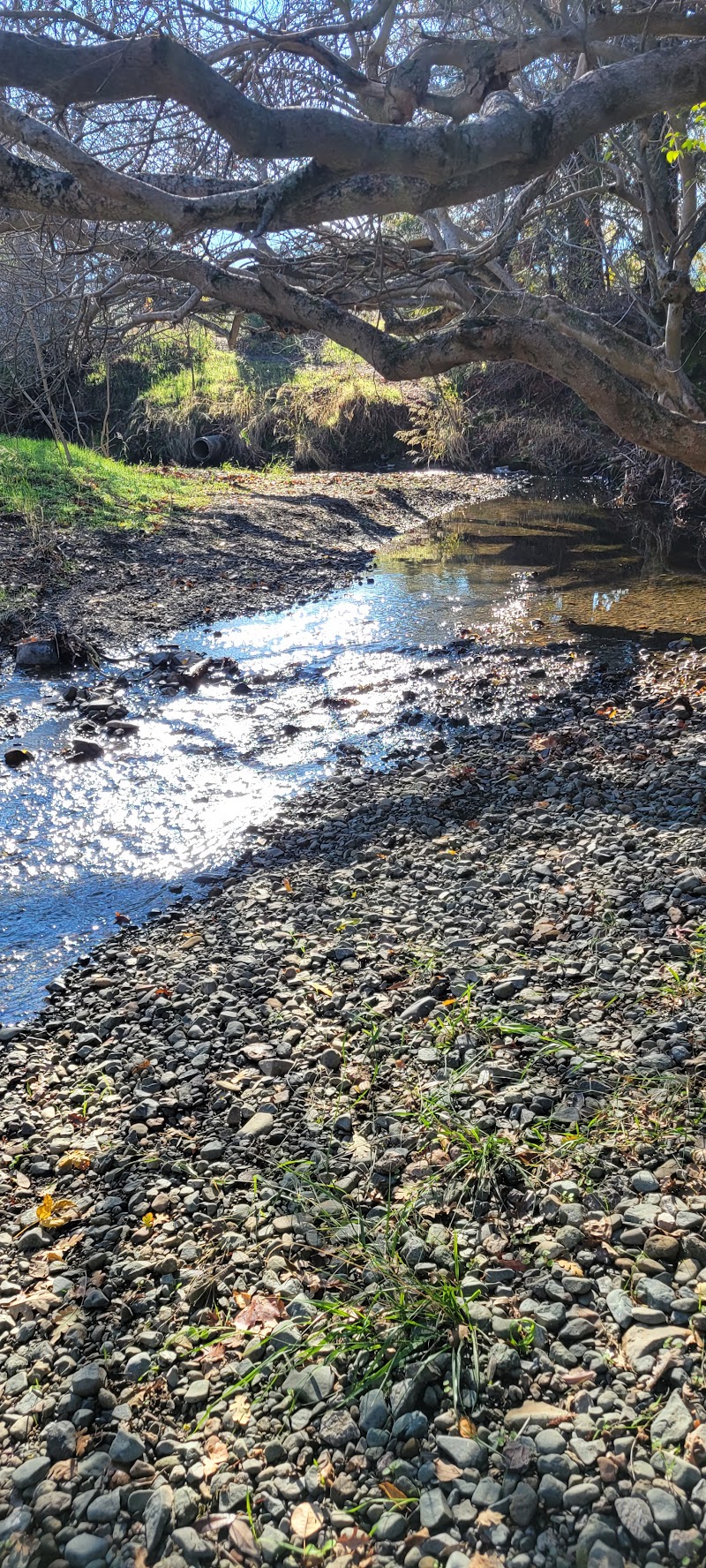 Lydia Lane Park photo 2