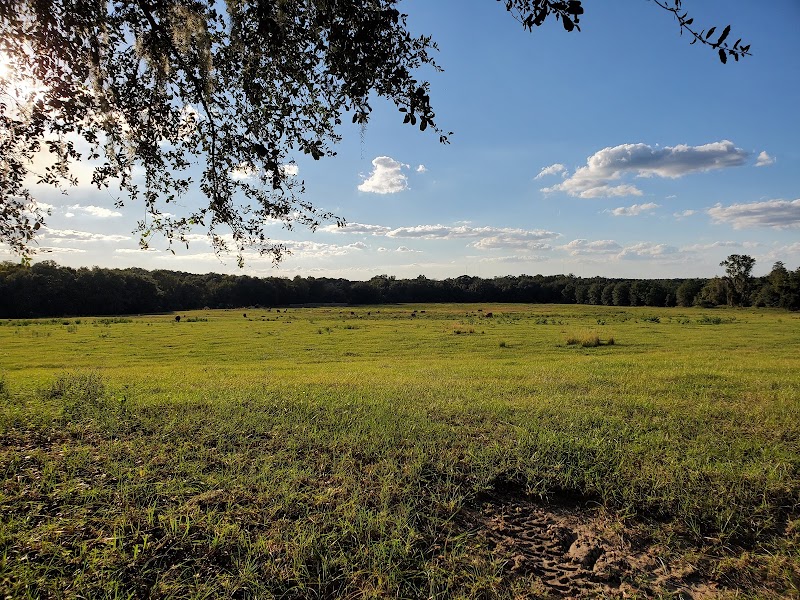 Alafia River Corridor Nature Preserve - South photo 5
