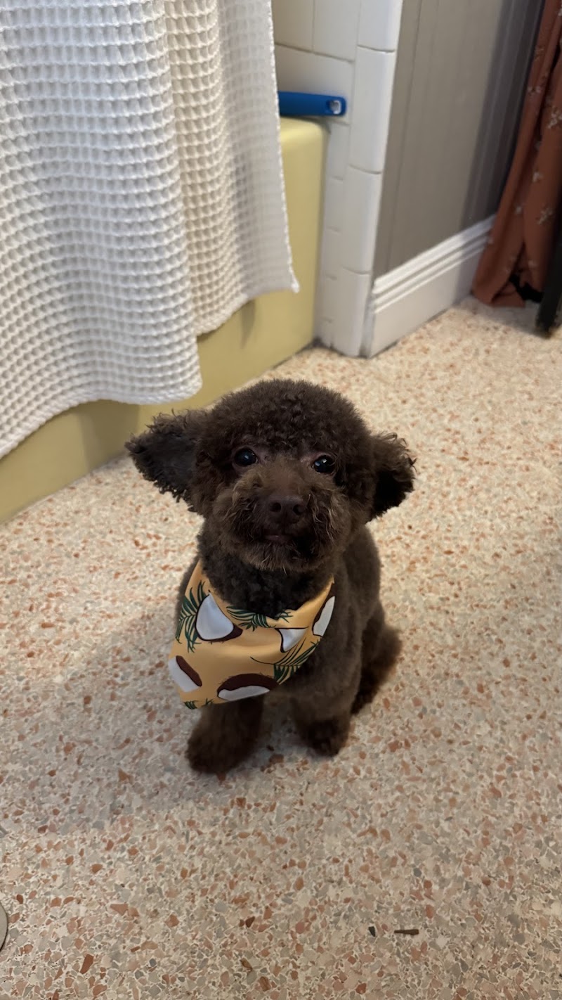 Doggy Day Trips Spa & Boutique photo 5