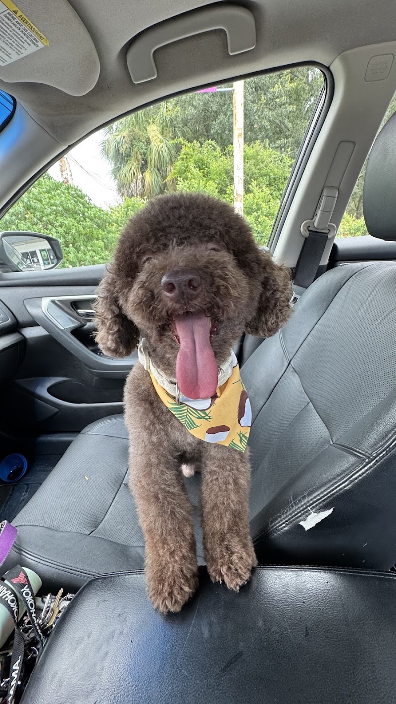 Photo of Doggy Day Trips Spa & Boutique