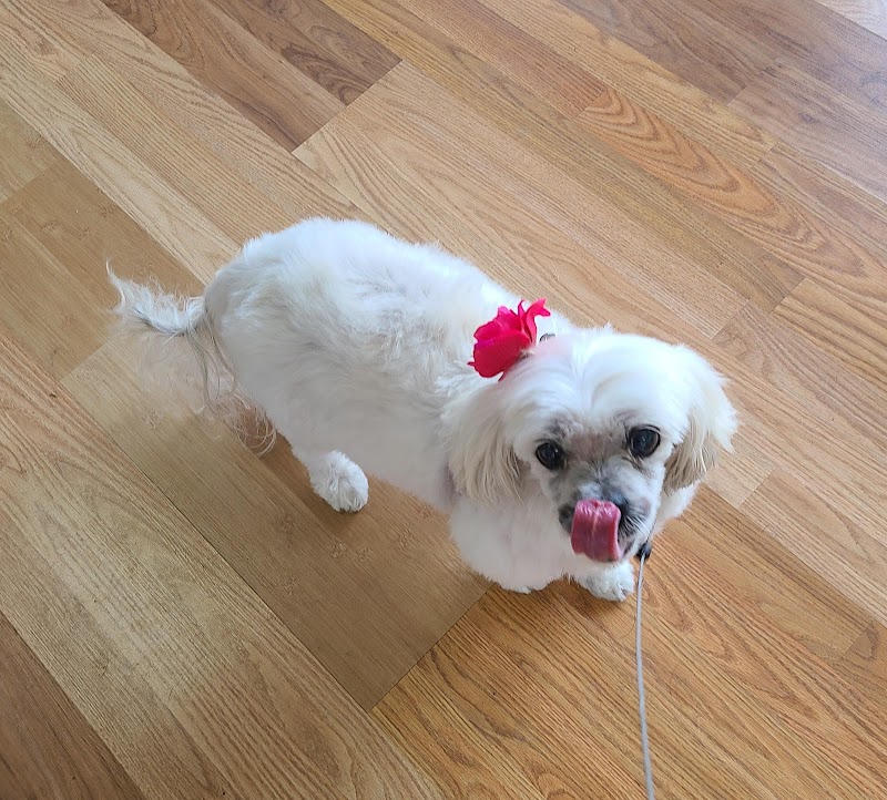Doggy Day Trips Spa & Boutique photo 2