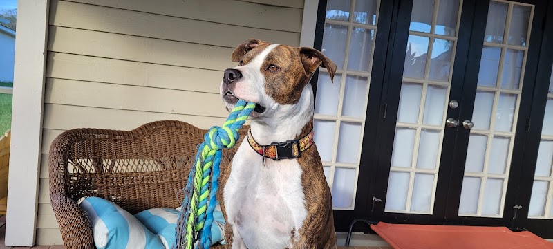 Doggy Day Trips Spa & Boutique photo 4