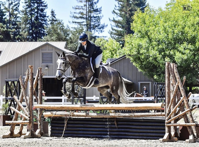 Seascape Sport Horses photo 3
