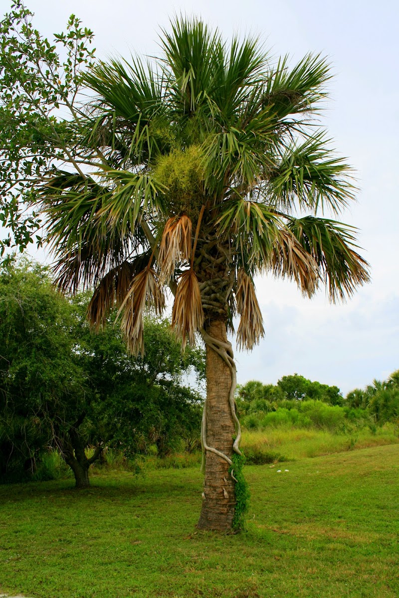 Pelican Island National Wildlife Refuge photo 4