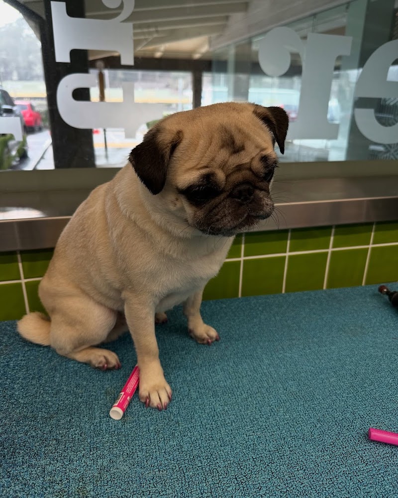 Spot Pet Care photo 5