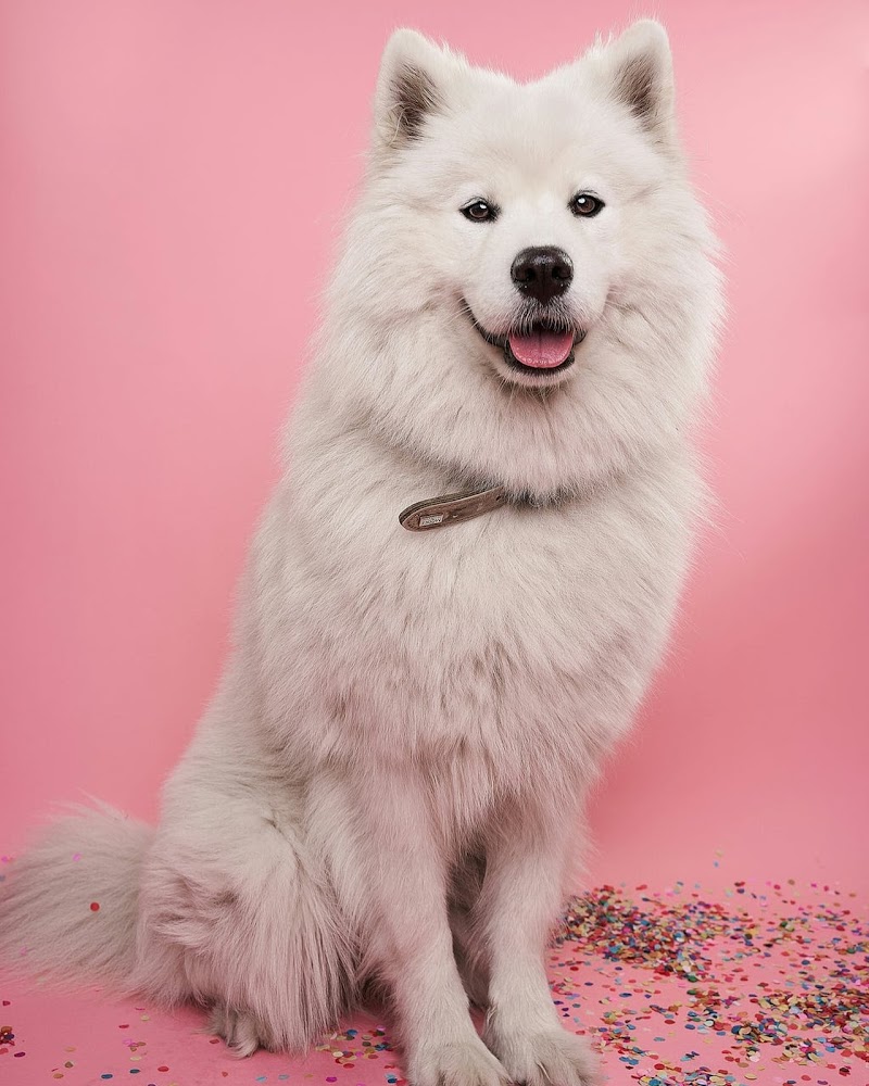 Spot Pet Care photo 2